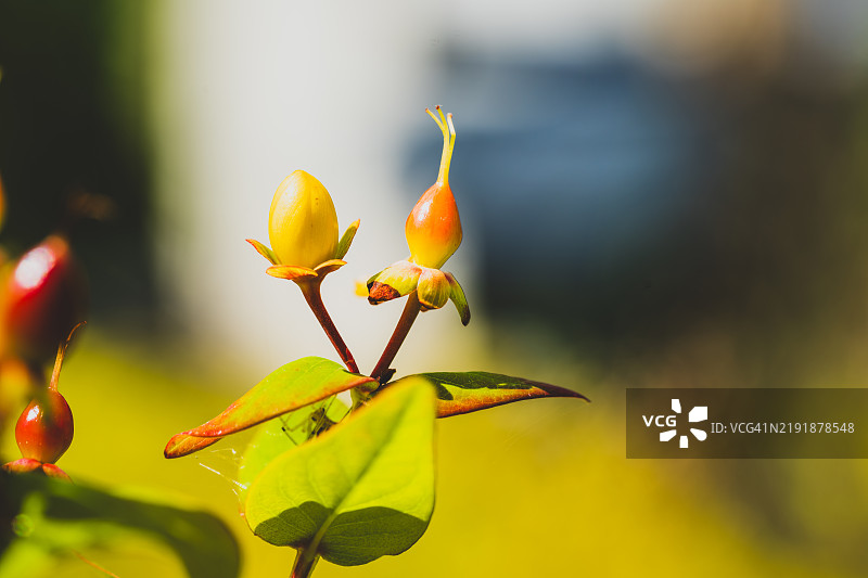 圣约翰草 - 超级金丝桃图片素材