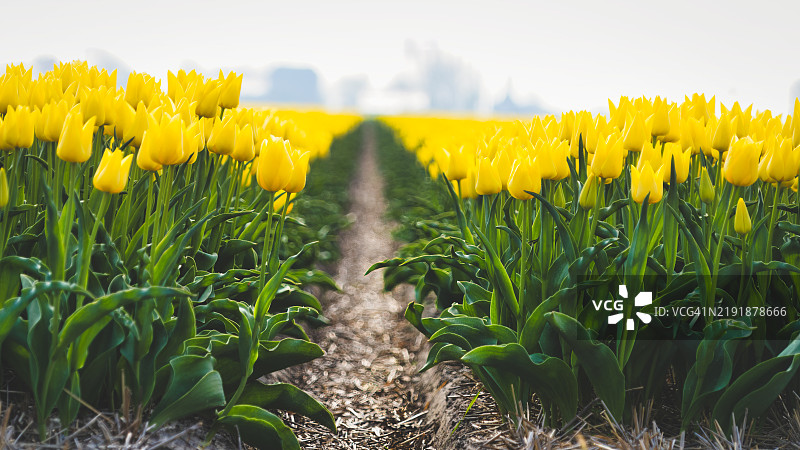 郁金香 - Tulipa图片素材