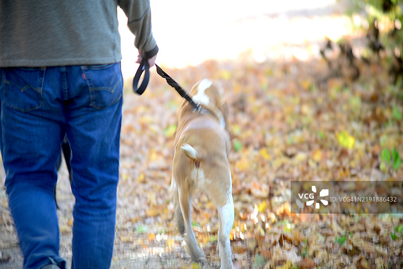 在公共公园遛狗图片素材