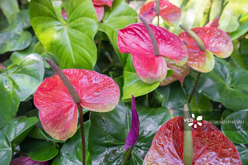 热带雨林花园中的鲜艳色彩的火鹤花图片素材