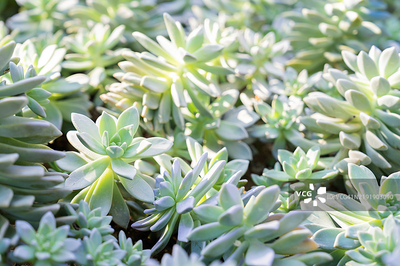 迷你蓝色母鸡与小鸡多肉花图片素材