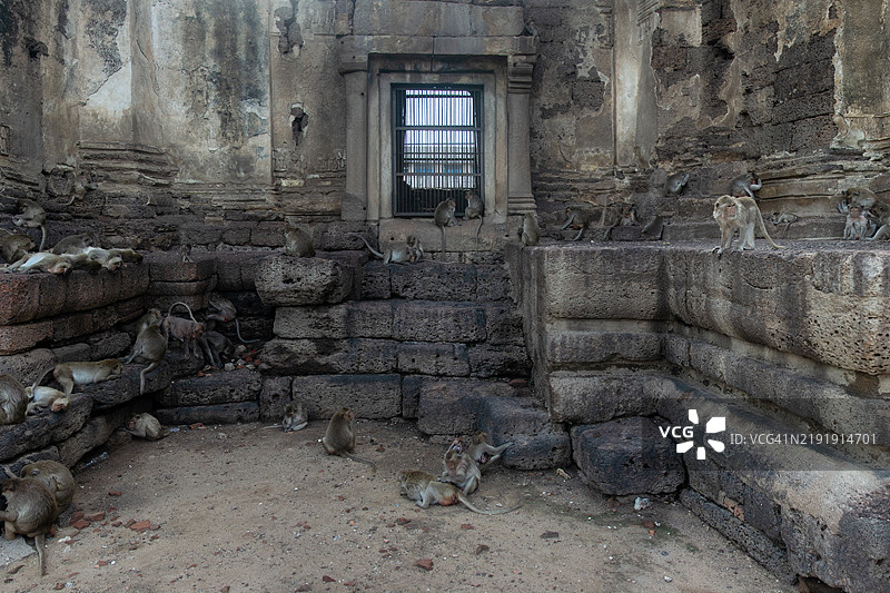 在普拉普朗萨姆约特的场地上长尾猕猴图片素材
