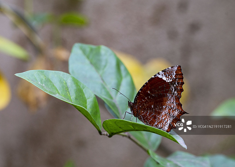普通棕蝶图片素材