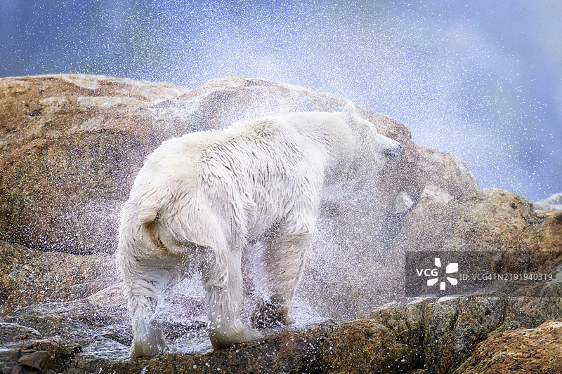 可爱的北极熊在斯瓦尔巴群岛西北部的冰川峡湾中甩掉水珠图片素材