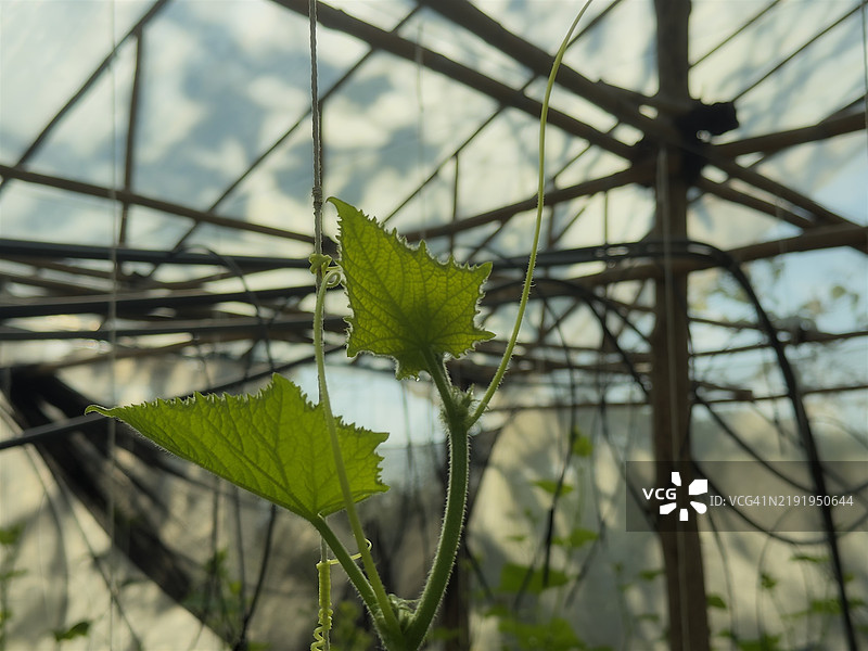 当地温室中的黄瓜植物。图片素材