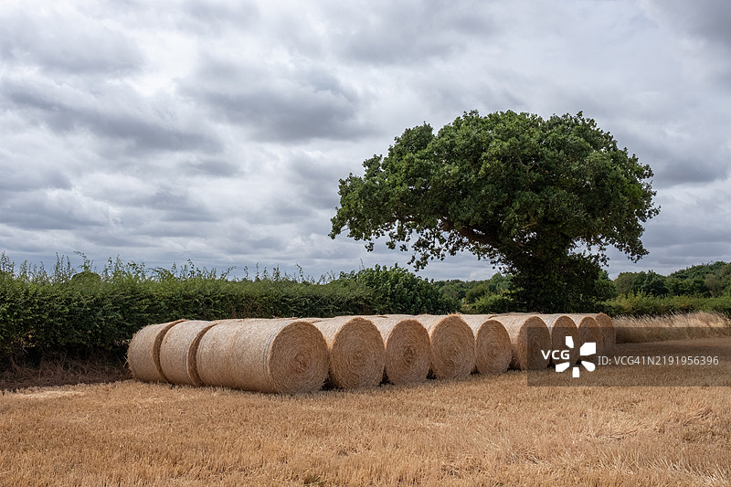 冬大麦圆捆图片素材