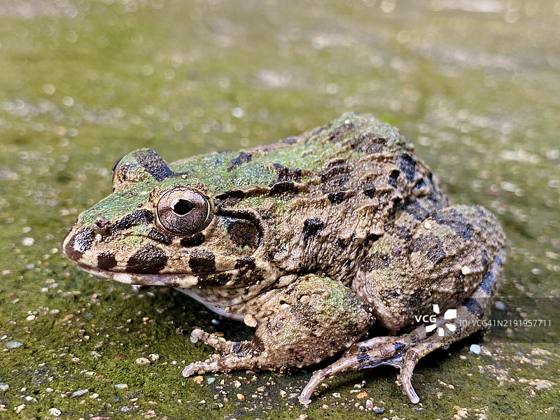 一只普通绿蛙在苔藓覆盖的地面上的特写镜头图片素材