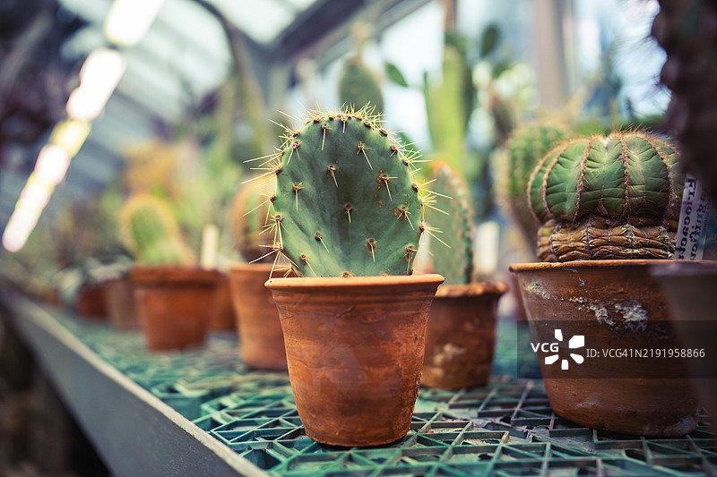 商店或温室架子上的盆栽仙人掌。在灯下的多肉植物作为装饰性摆设。图片素材