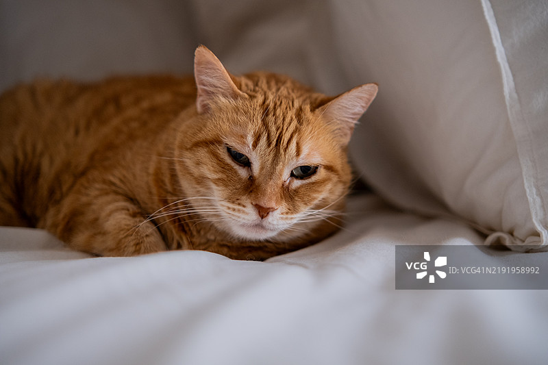 姜色虎斑猫在白色床单上放松图片素材