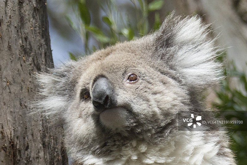 考拉特写图片素材