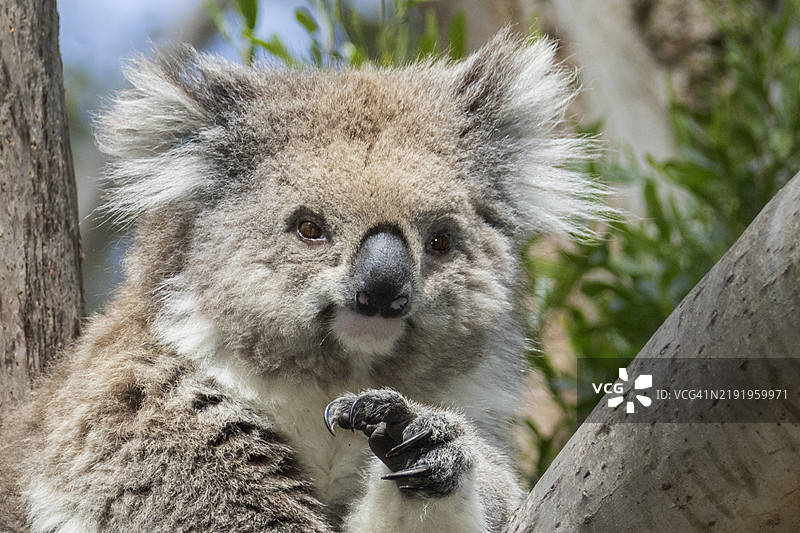 考拉特写图片素材
