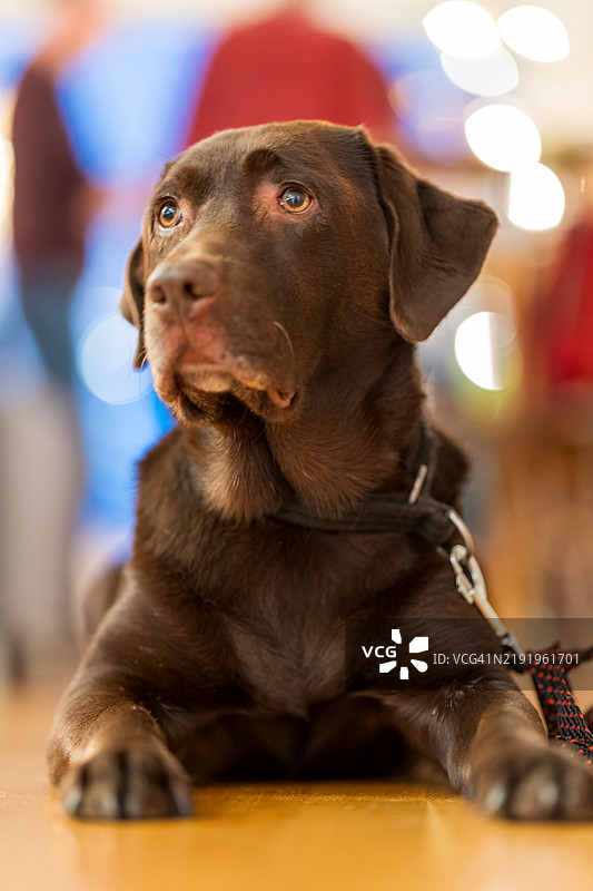 棕色拉布拉多犬躺在地板上图片素材