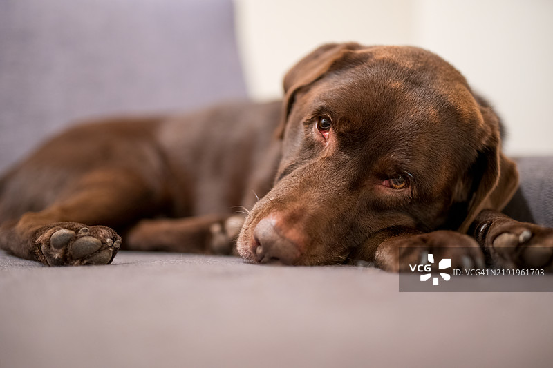 棕色拉布拉多犬在沙发上休息图片素材