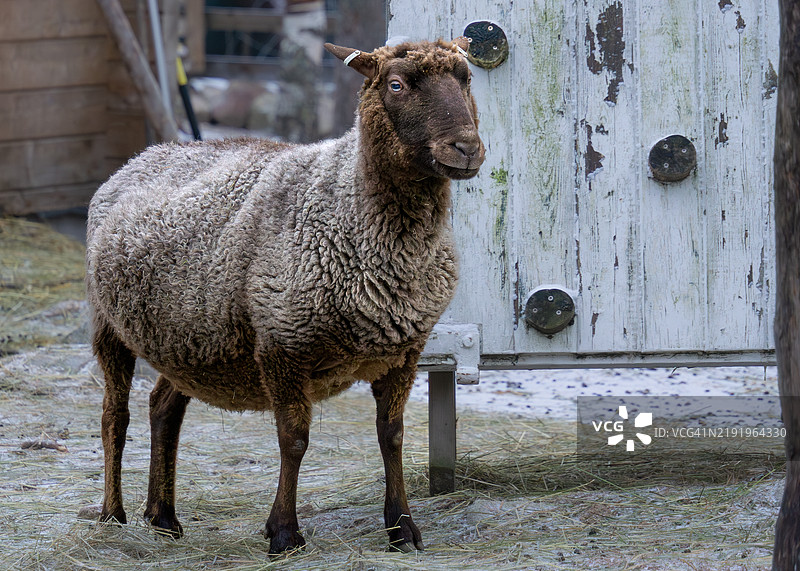 田野上站着的羊的肖像图片素材