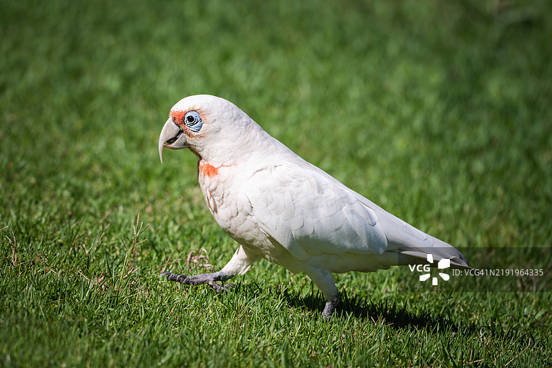 鹦鹉栖息在草地上的特写镜头图片素材