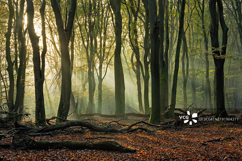森林中的树木图片素材