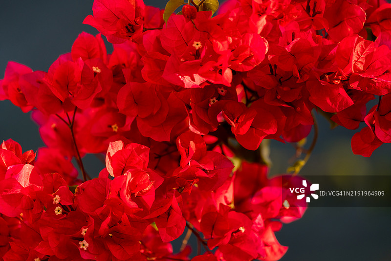 红色花朵的特写镜头图片素材