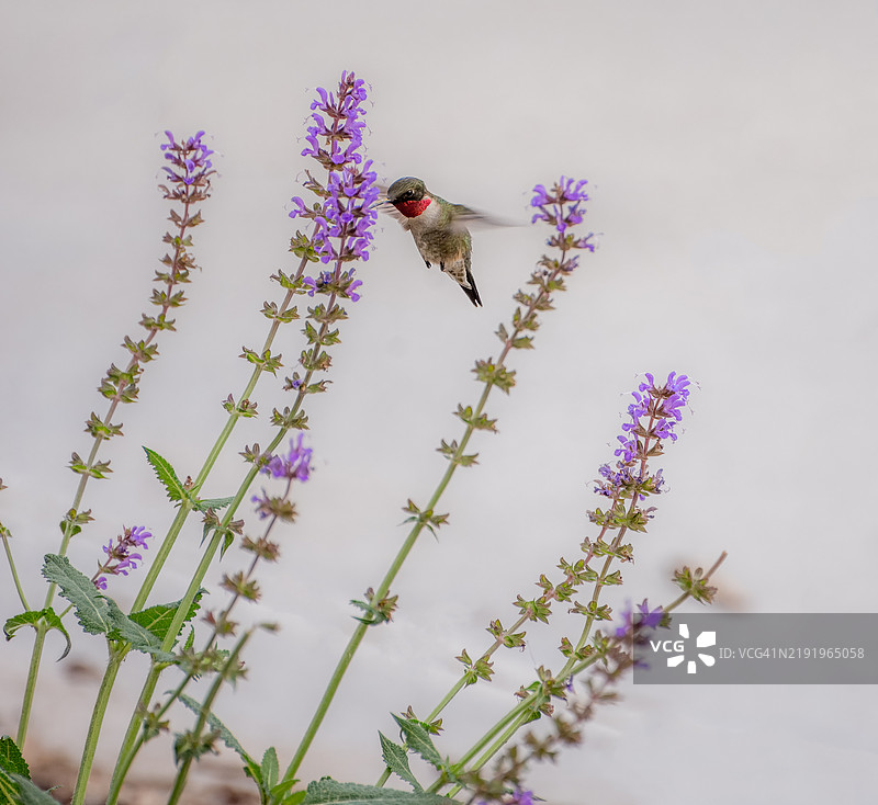 红喉蜂鸟近距离观察林木鼠尾草花，俄克拉荷马州塔尔萨，美国图片素材