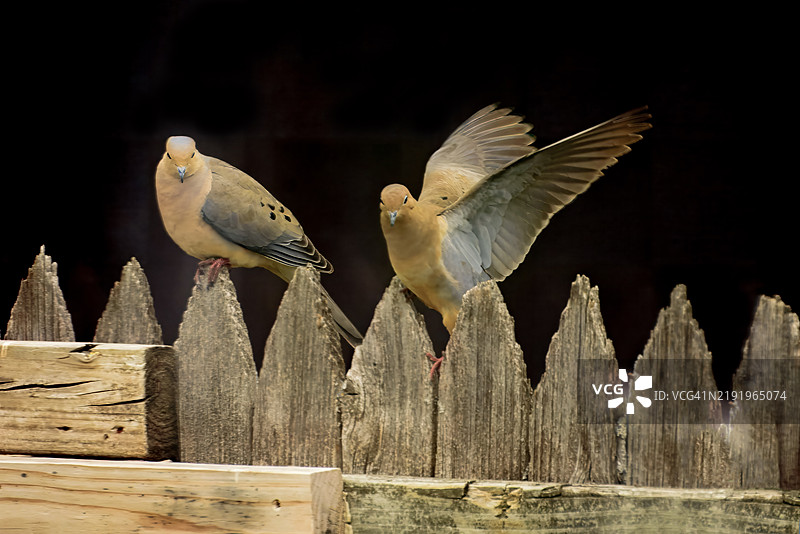 哀悼鸽栖息在木栅栏上的特写，塔尔萨，俄克拉荷马州，美国图片素材