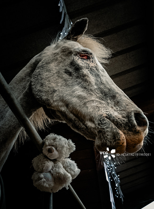 低角度视图的马在栅栏旁图片素材