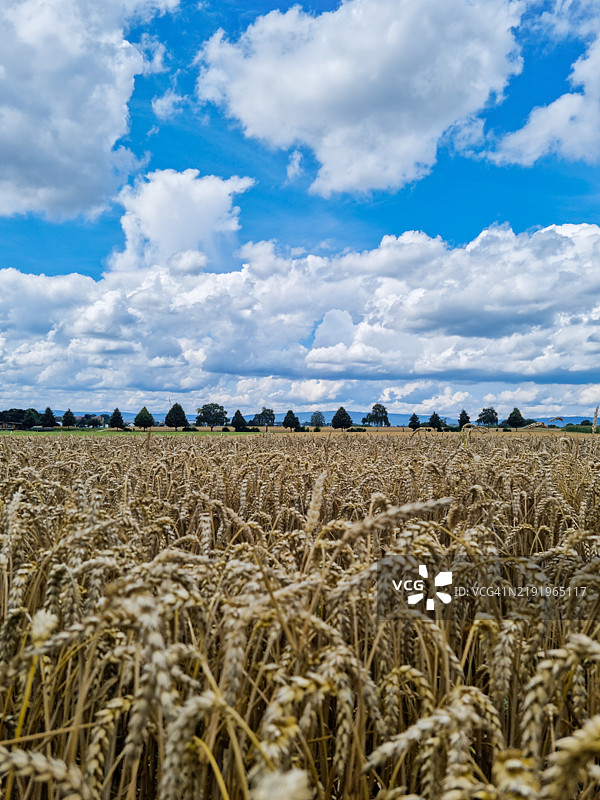 田野与天空的美丽景色图片素材