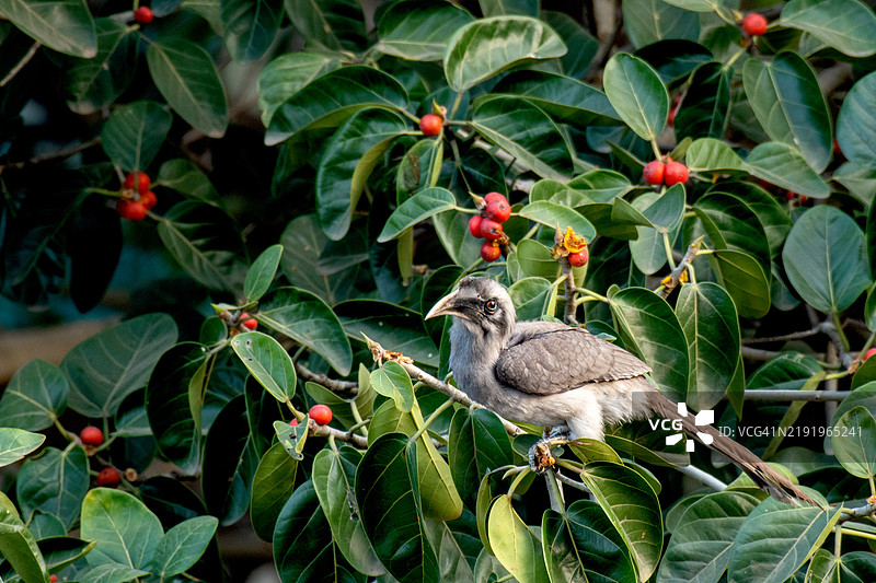印度灰犀鸟栖息在榕树上图片素材