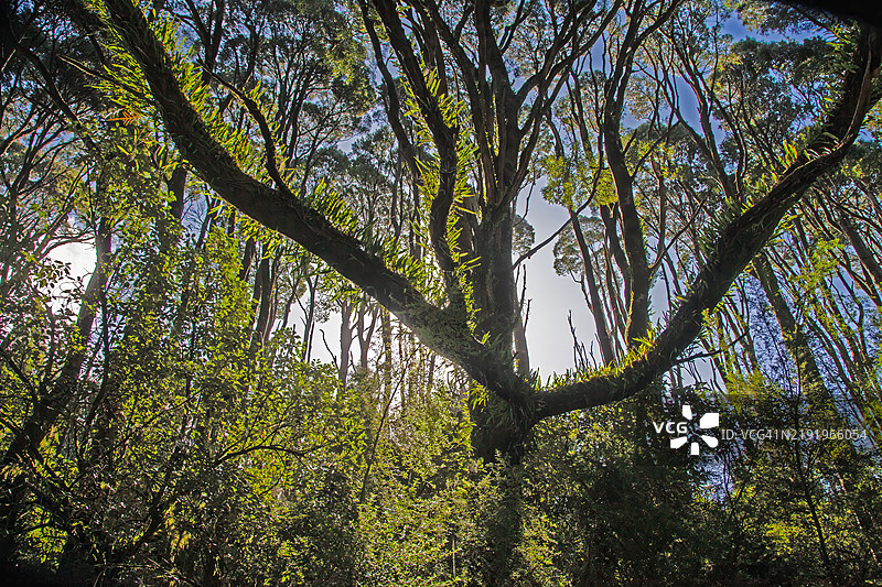 大奥特威国家公园内巨大的树木，拥有空中根系和郁郁葱葱的树冠图片素材