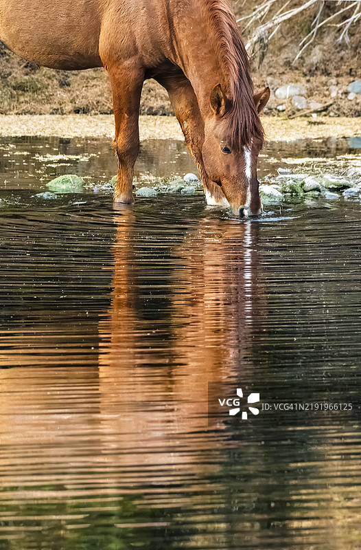 亚利桑那州湖中侧面视角的马， 美国图片素材