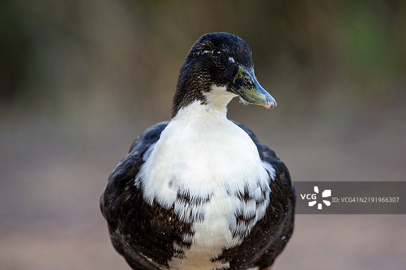 鸭子在泥土上行走图片素材