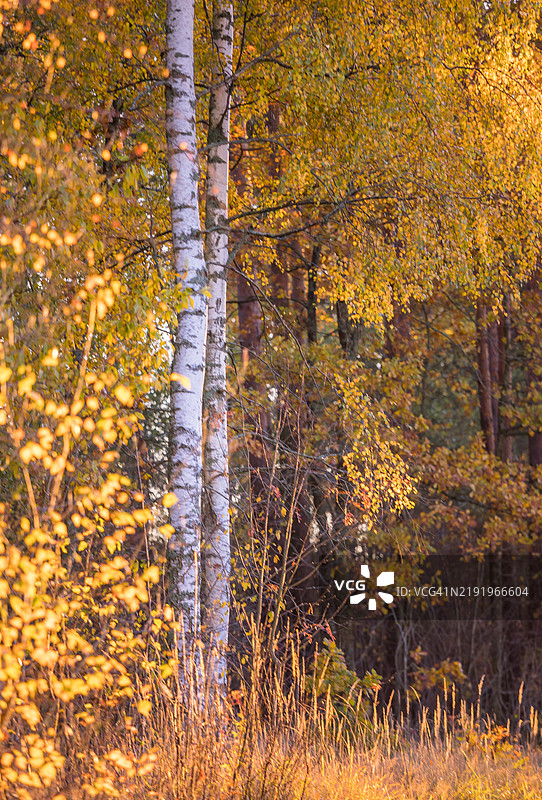 拉脱维亚森林中美丽阳光明媚的秋日图片素材