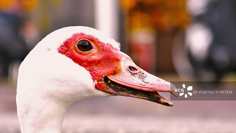 鸭子的特写镜头图片素材