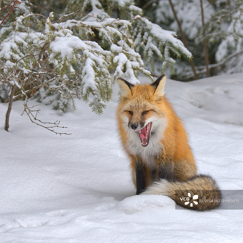 打哈欠的红狐图片素材