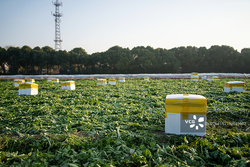 装满收获蔬菜的箱子被放置在农场上。图片素材
