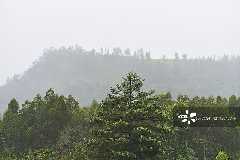 白天时，森林中一群松树的正面视图，背景是山脉。图片素材
