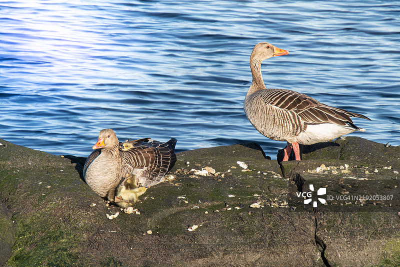 一只小鹅从妈妈的背上掉下来，正好落在它的一个兄弟姐妹身上，四只脚高高翘起。图片素材