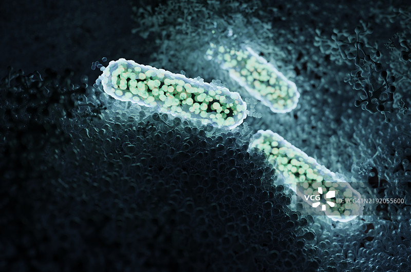 肠道内大肠杆菌的特写镜头。图片素材