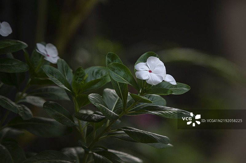 白色带粉色圆点的长春花图片素材