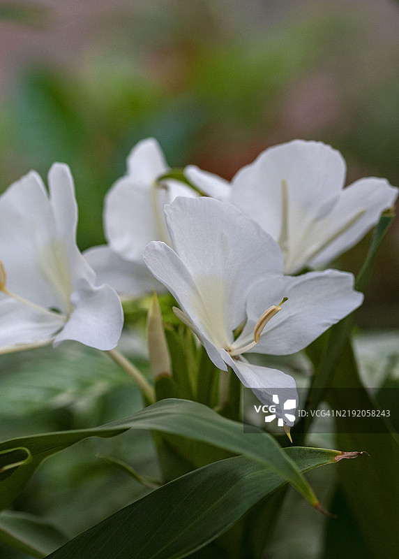明亮的白色姜花图片素材