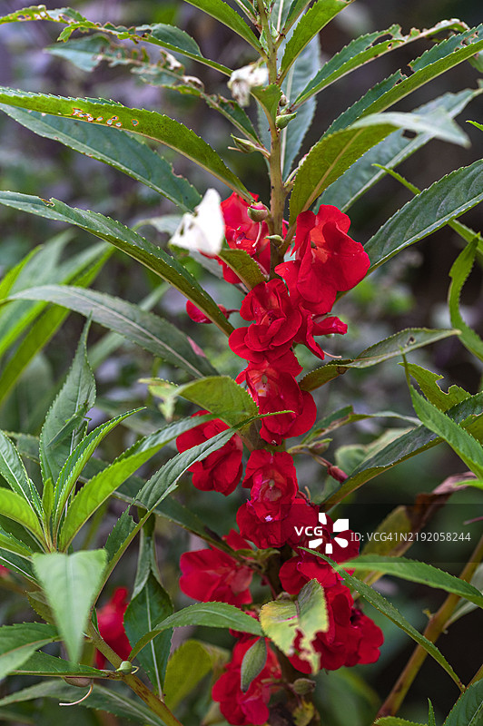 红橙色香脂花图片素材