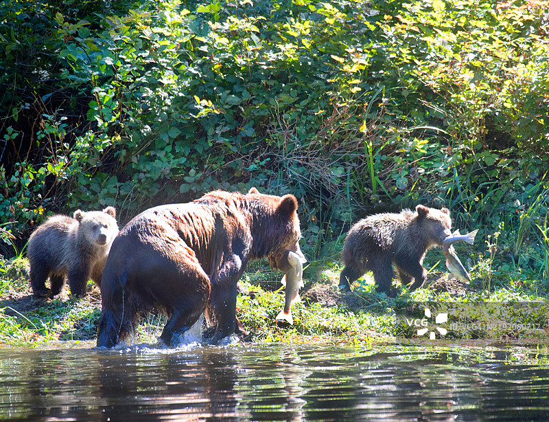 母熊与幼崽在钓鱼图片素材