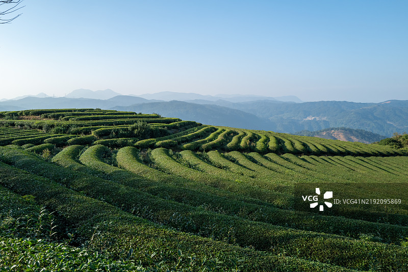 春天山顶整齐的茶园图片素材