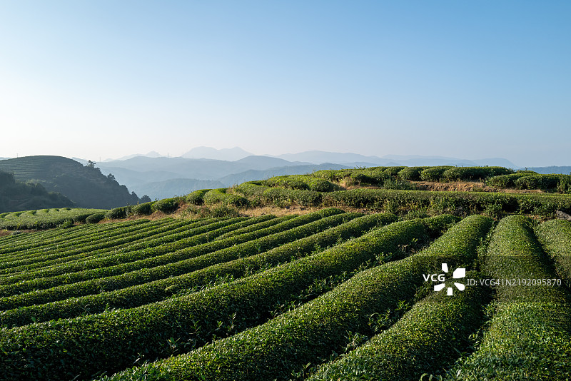 春天山顶整齐的茶园图片素材