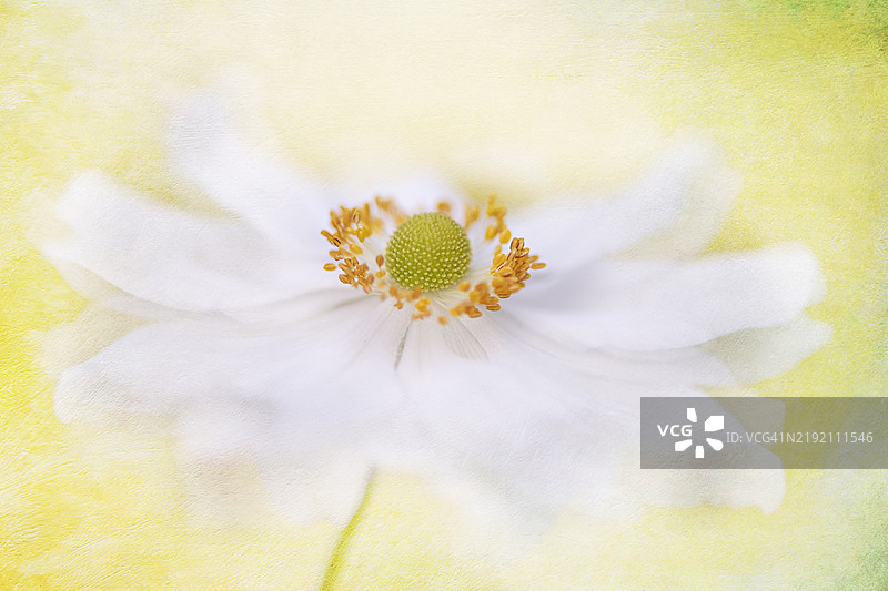 美丽的晚夏开花的风信子“Honorine Jobert”花的特写图像，也被称为日本风信子。图片素材