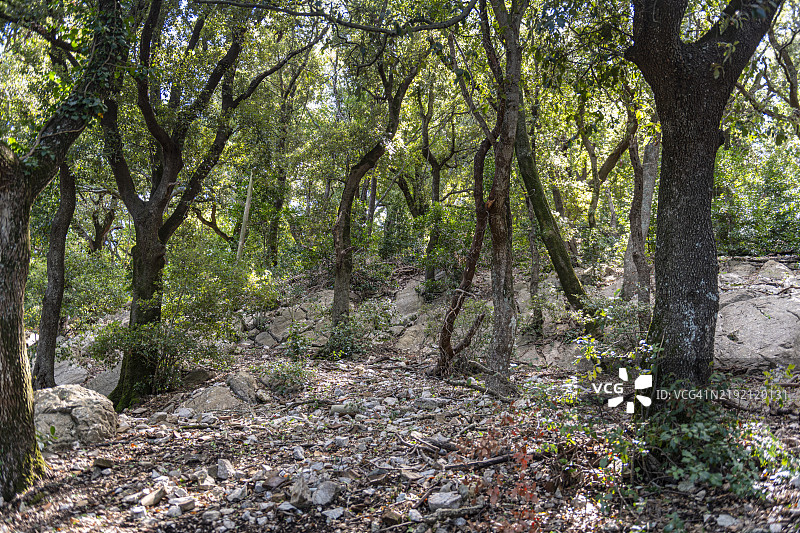 托斯卡纳，拉马戈纳森林中的小径图片素材