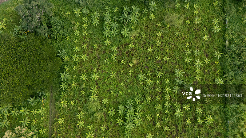 泰国乡村香蕉种植园的鸟瞰图。香蕉树属于芭蕉属，是以其标志性水果和大型丰盛叶片而闻名的热带植物。图片素材