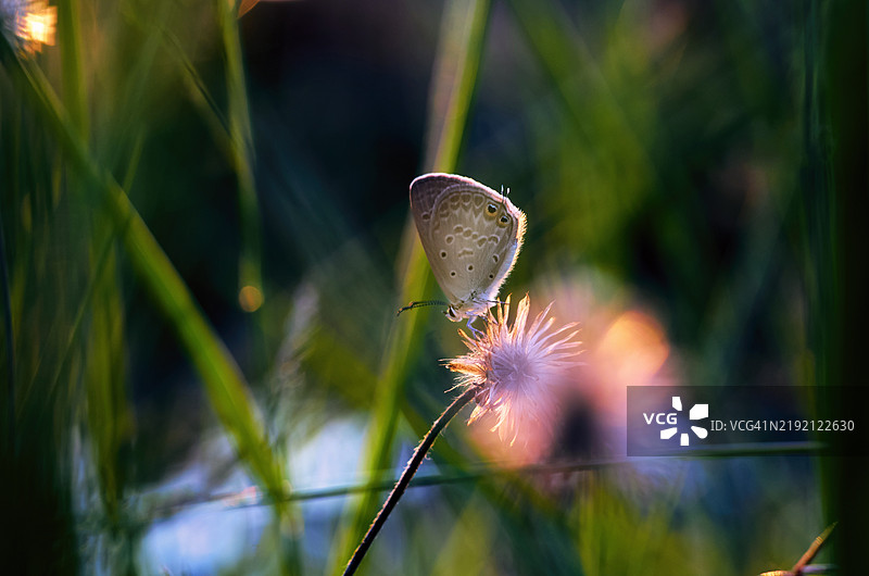 灰色蛾子栖息在干枯花朵上，沐浴在柔和的夕阳光辉中图片素材