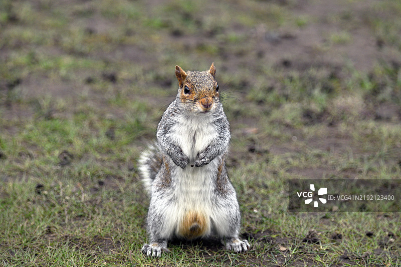 东部灰松鼠 (Sciurus carolinensis)图片素材