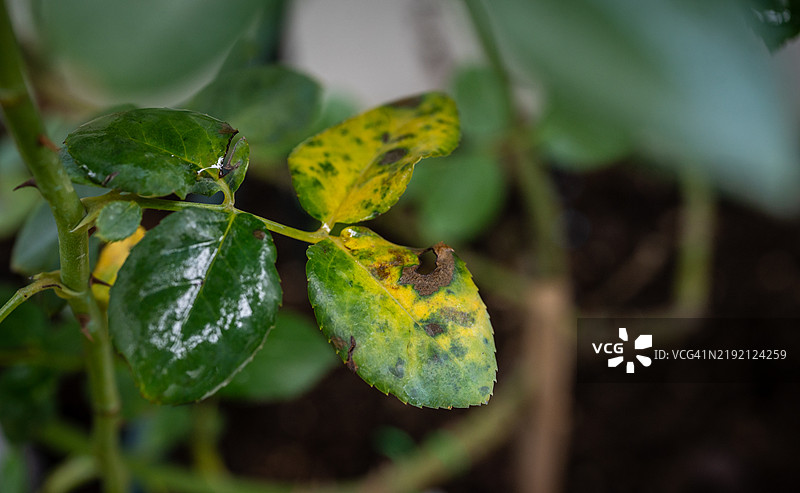 玫瑰叶子上的病害特写。真菌在叶子上形成黑点，最终导致叶子变黄并脱落。图片素材