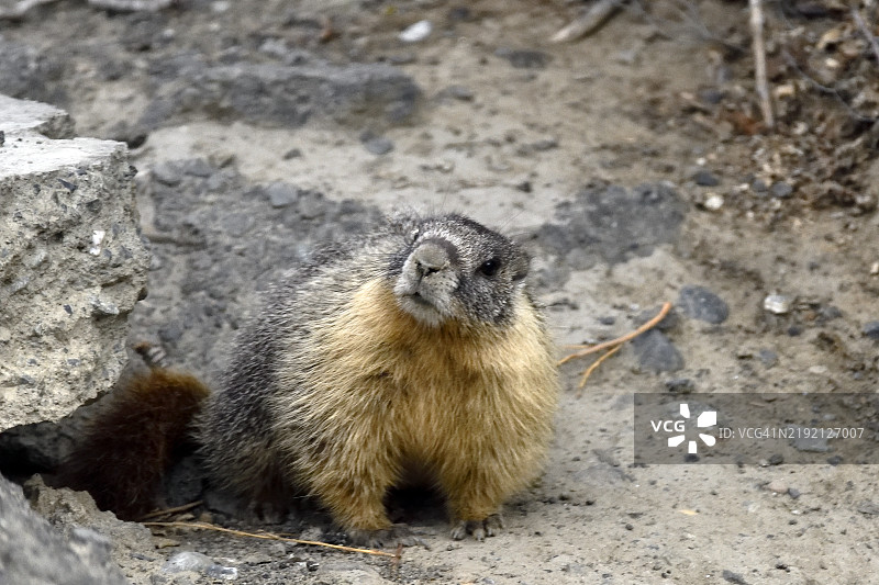 黄腹土拨鼠 (Marmota flaviventris)图片素材