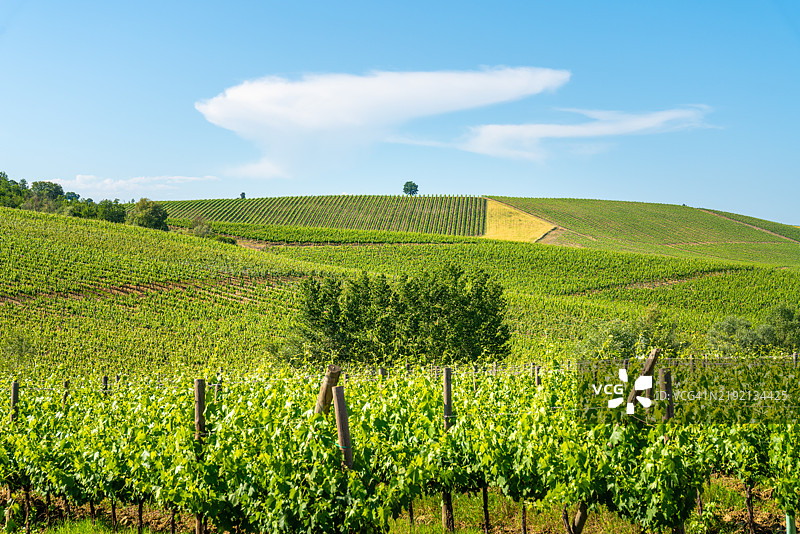 基安蒂葡萄园，创意构图图片素材